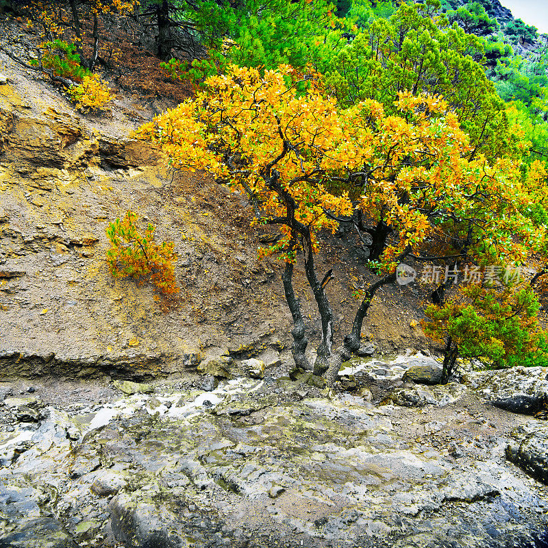秋天的树生长在山坡上，克里米亚