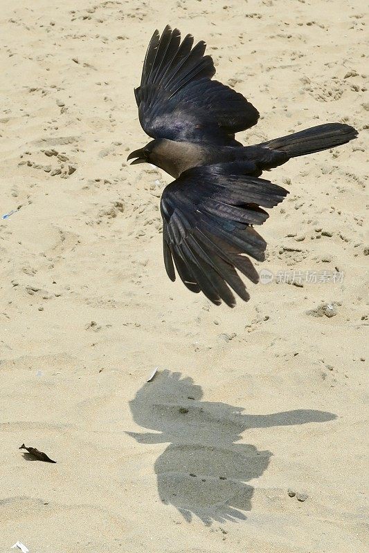 印度乌鸦在阳光下飞过科瓦拉姆沙滩，翅膀展开羽毛的照片