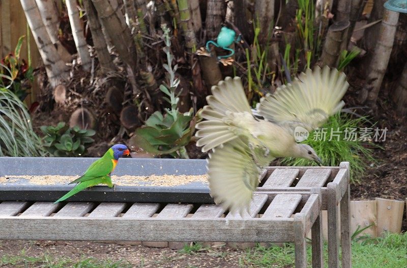 近距离的澳大利亚彩虹lorrikeet被照片炸弹的澳大利亚凉亭鸟