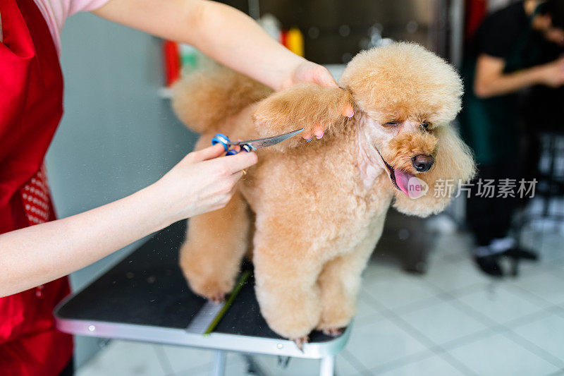 贵宾犬得到培养