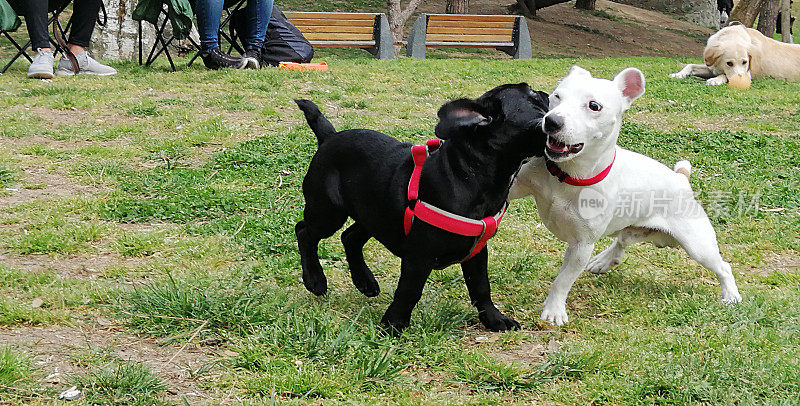两只可爱友好的狗在玩