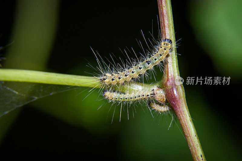 社会性毛毛虫的巢穴和轨道-极端近距离拍摄-微距摄影