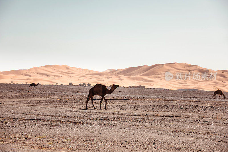 摩洛哥沙漠中的骆驼