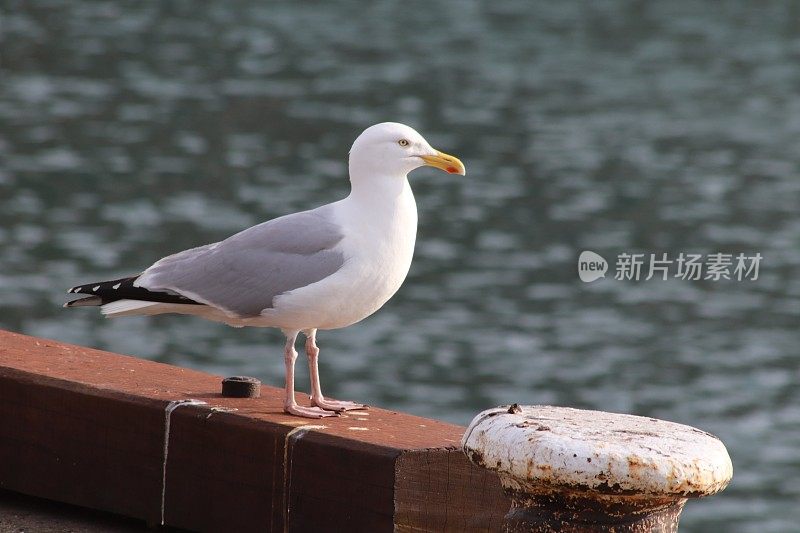 两只海鸥在港口的码头边