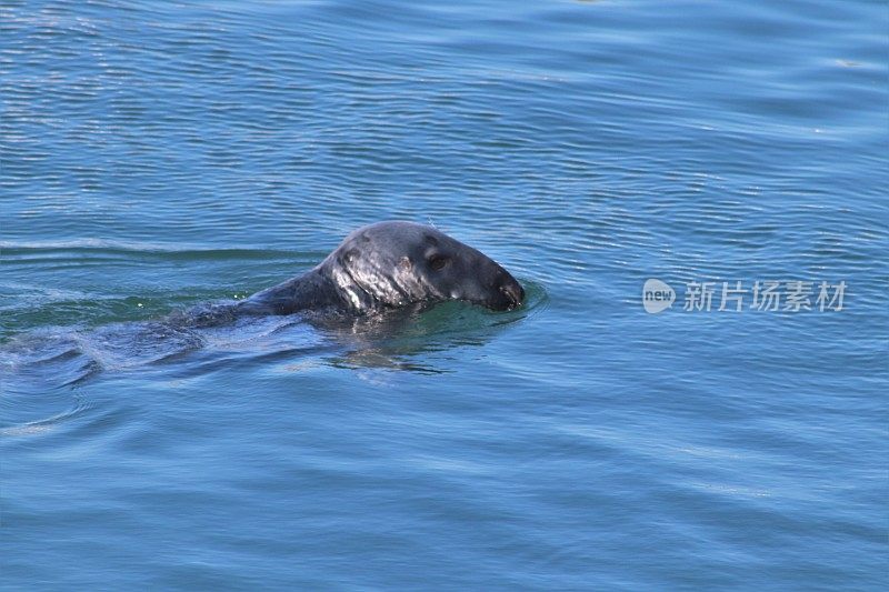 海豹在港口游泳