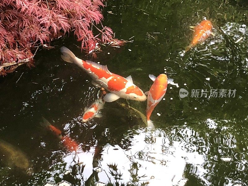 日本花园的锦鲤池与红色的棕榈槭树，锦鲤池与红白的琥珀鲤鱼鱼游泳在清澈的过滤水与池塘过滤器，吃鱼丸与反射