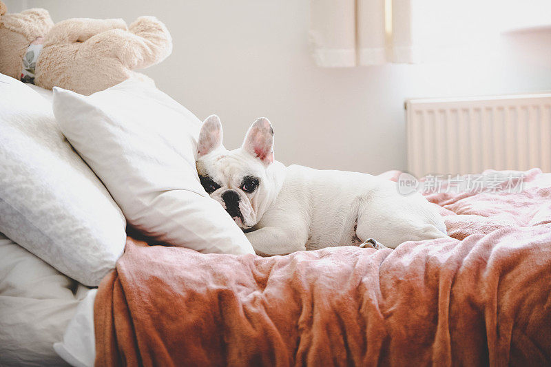 英国卧室里一只昏昏欲睡的法国斗牛犬躺在舒适的床上