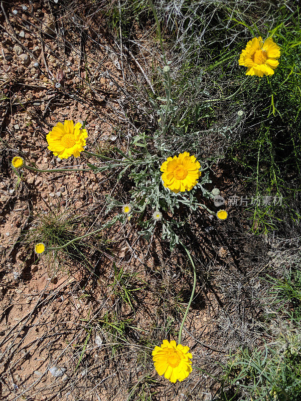 犹他州锡安国家公园的黄色野花