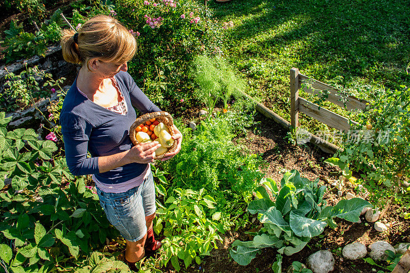 成熟的女人在她的花园里收获蔬菜