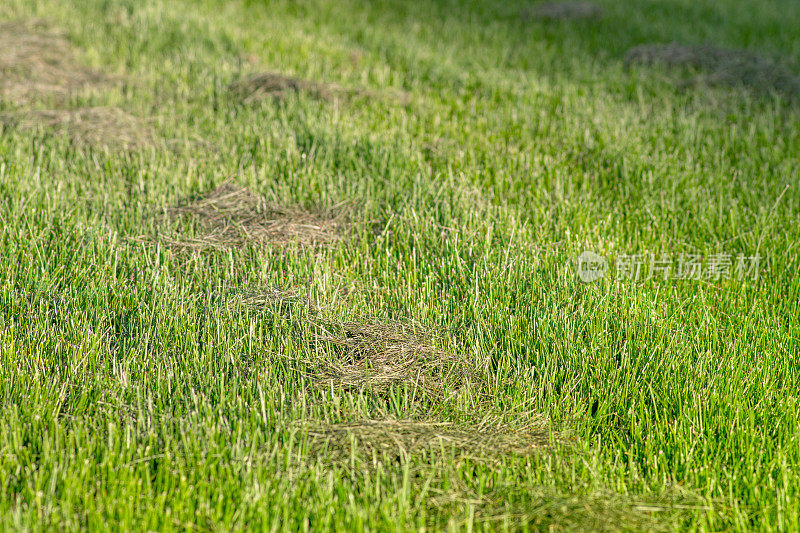 在阳光明媚的日子里，近距离拍摄新剪的短绿草或草坪。副本的空间。