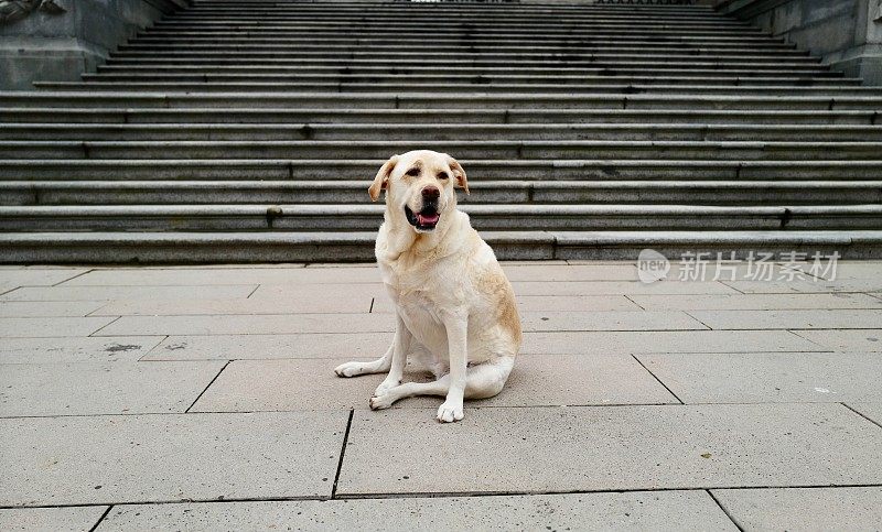 拉布拉多寻回犬