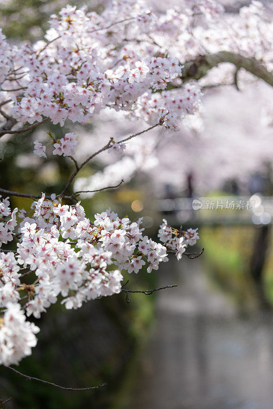 日本的樱花