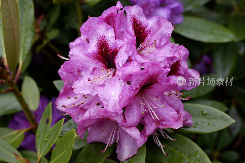 雨后的杜鹃花五彩缤纷