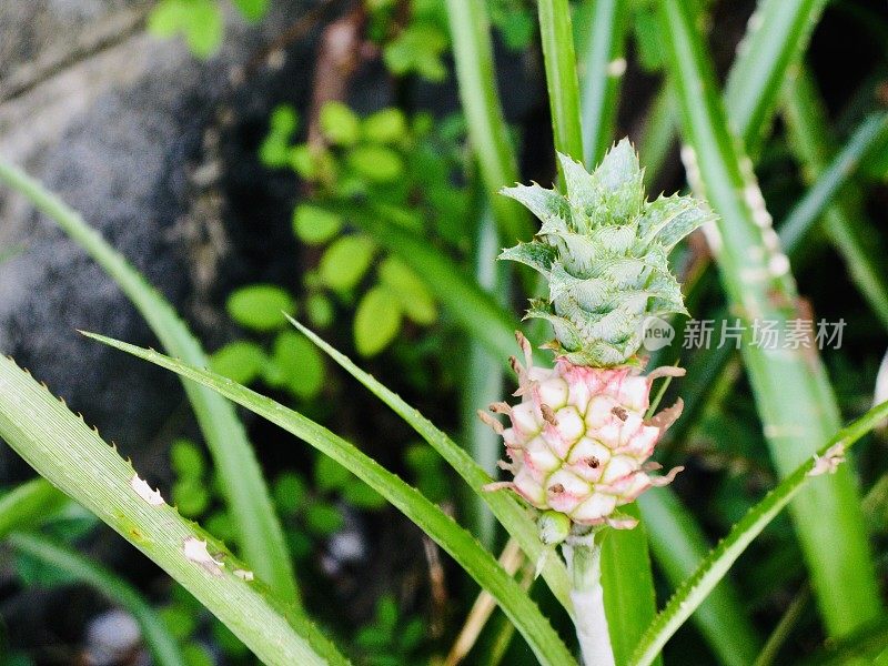 装饰矮菠萝植物园林装饰