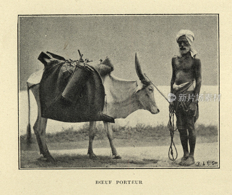 传统的印度奶牛搬运工，19世纪，印度