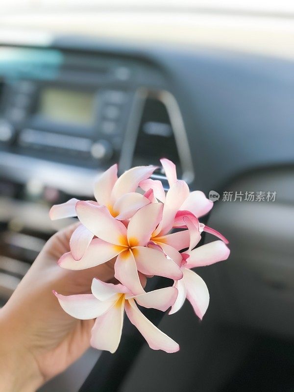 夏威夷热带粉红色鸡蛋花在女人的手里坐在车里。