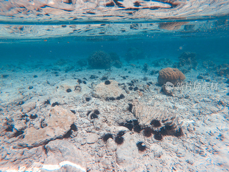 海底的海胆