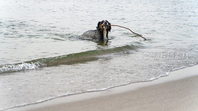 纯种泽南猎犬，伯尔尼山犬，在海里游泳