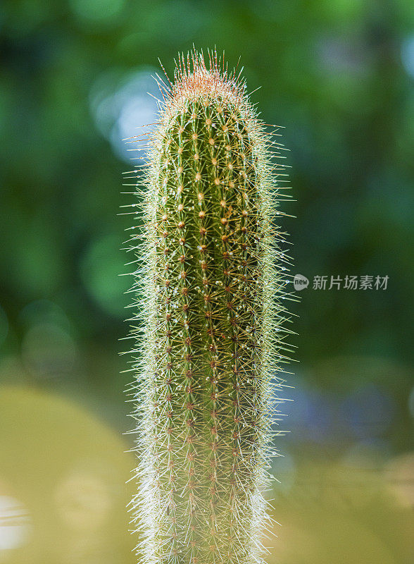 雨中的仙人掌，特写