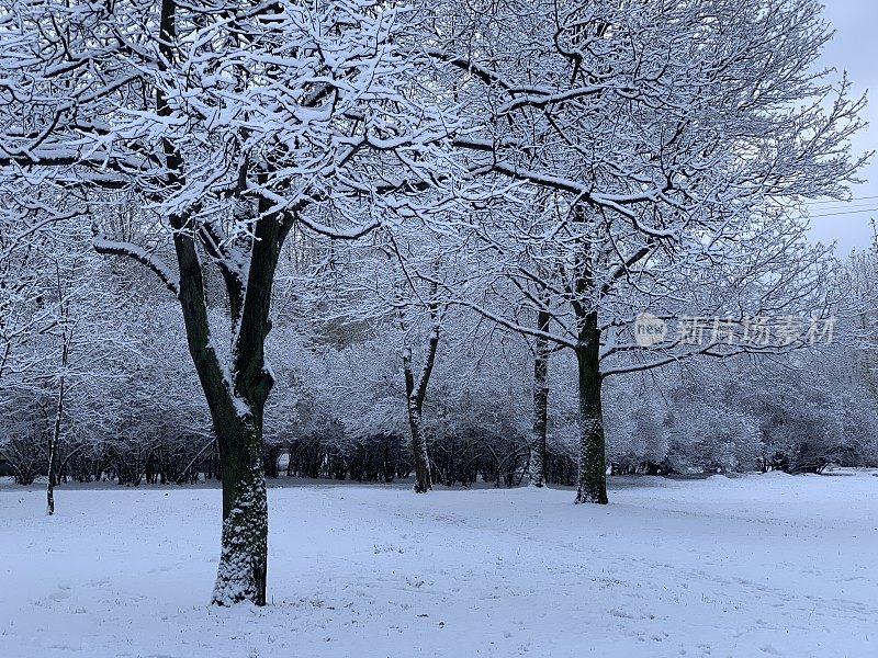 冬日美景的魅力――黑色的树枝上覆盖着新鲜蓬松的白雪