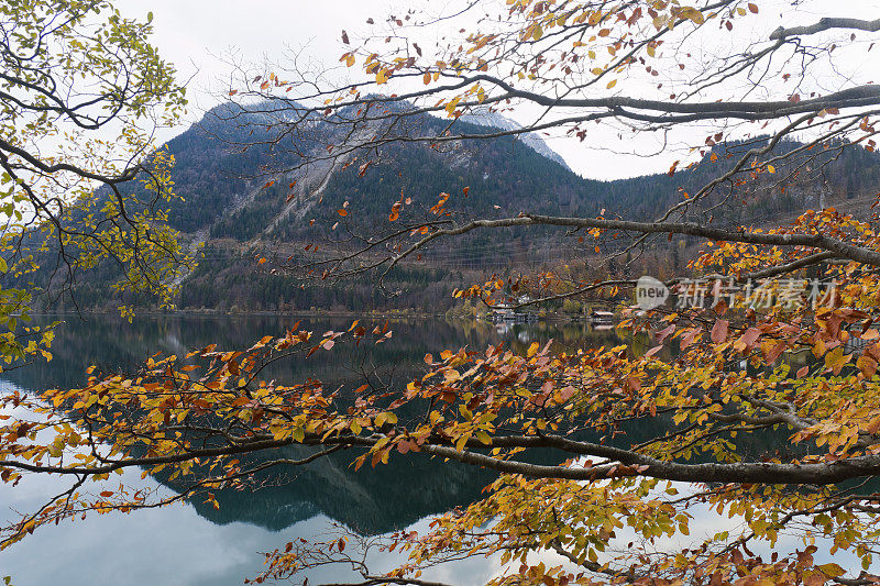在秋天的瓦尔钦斯湖和巴伐利亚阿尔卑斯山的赫尔佐格斯坦德山之间的树枝之间的景色