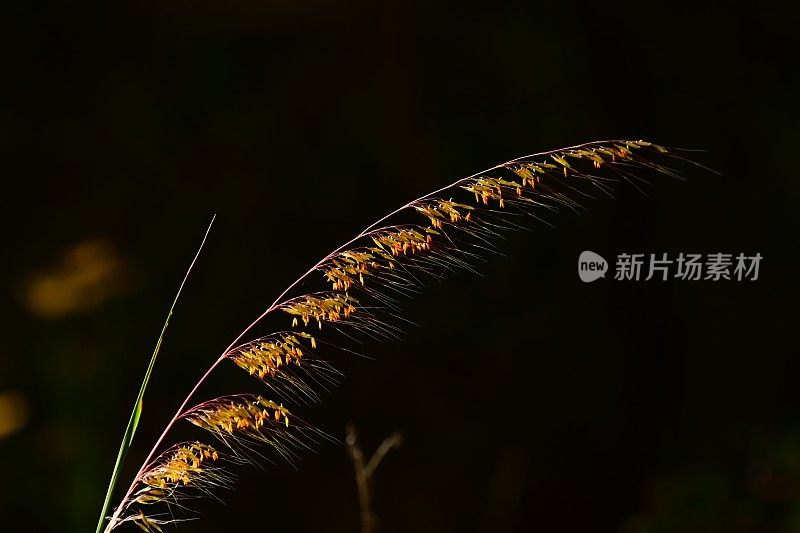 靠近不平衡的印度草弯曲的种子茎与花的残余