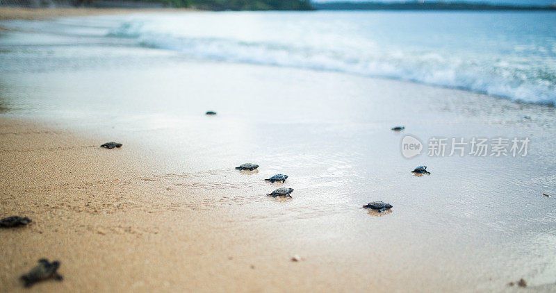 新生的小海龟向大海游去