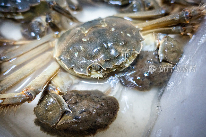 中华绒螯蟹，中国大闸蟹，大闸蟹，青蟹，上海大闸蟹