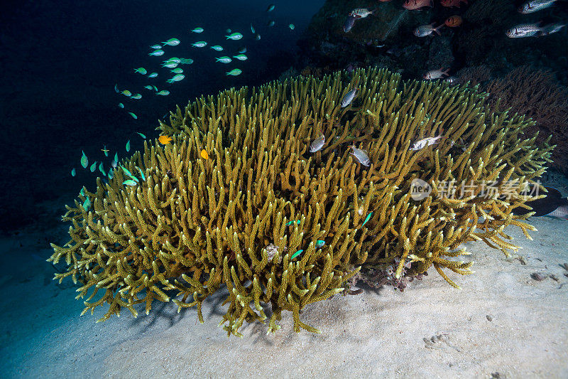 完美的Acropora珊瑚，许多鱼类的庇护所，帕劳，密克罗尼西亚