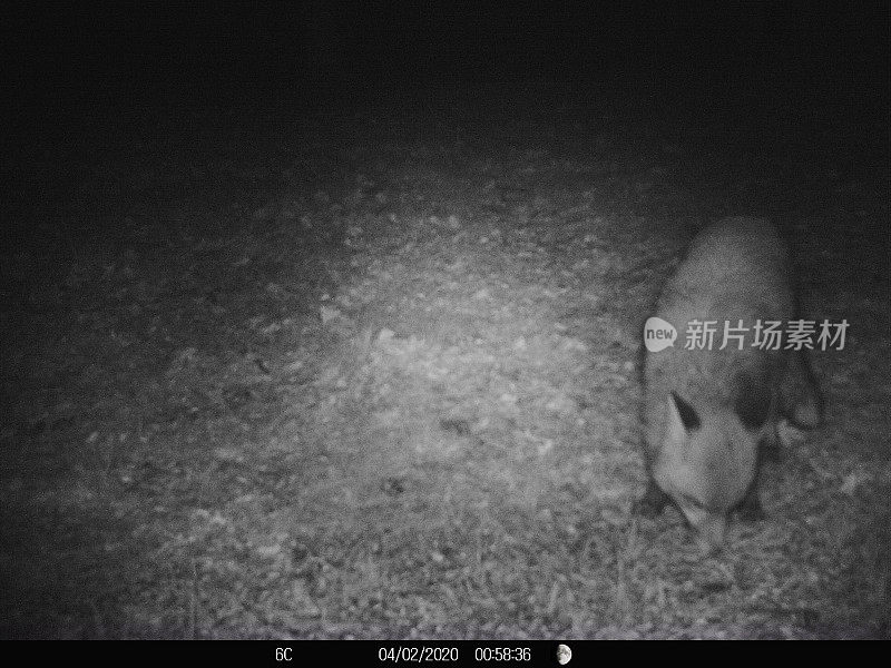 狐狸晚上在法国花园觅食