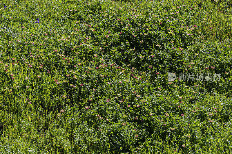 三叶草是一种三叶草，俗称牛三叶草和酸三叶草。加州索诺玛县的玛亚卡玛斯山保护区。蝶形花科。