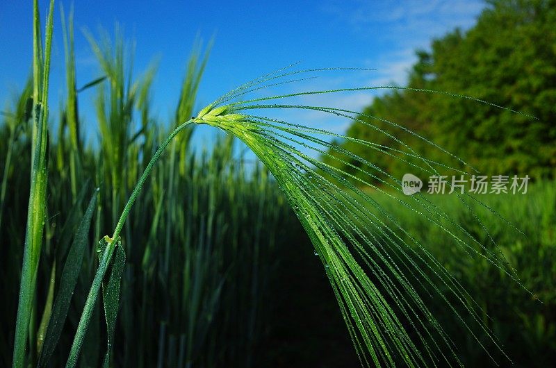 春日初升，春田绽放