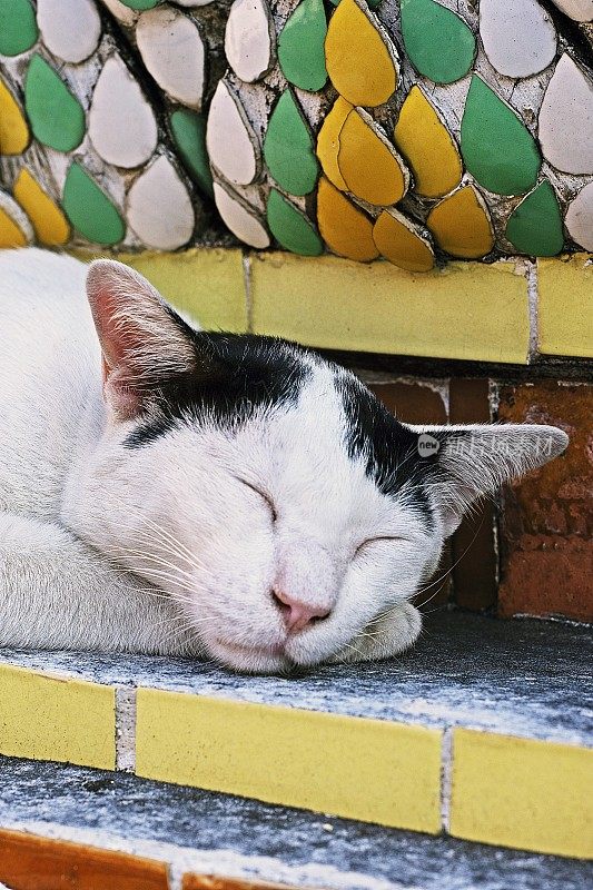 睡猫在寺庙的宝塔上。