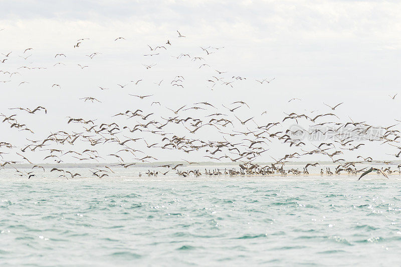 褐鹈鹕(西鹈鹕)聚集在马格达莱纳湾
