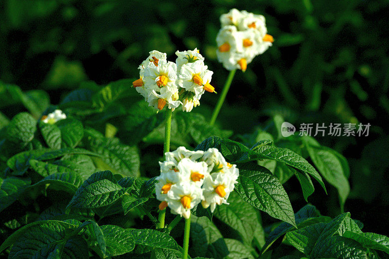 北海道朝川土豆农场土豆花的特写照片