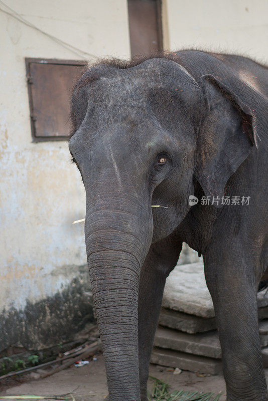 斯里兰卡的大象。