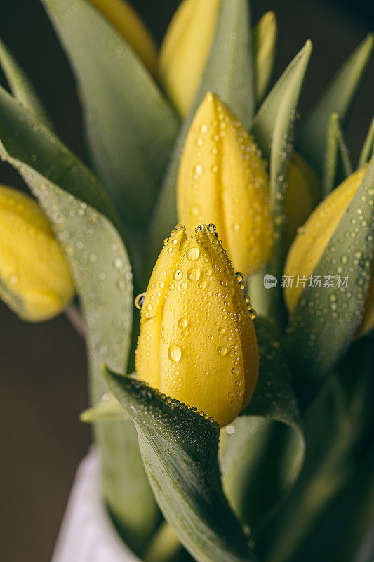 清晨的雨水滴在静静的盛开的黄色郁金香上