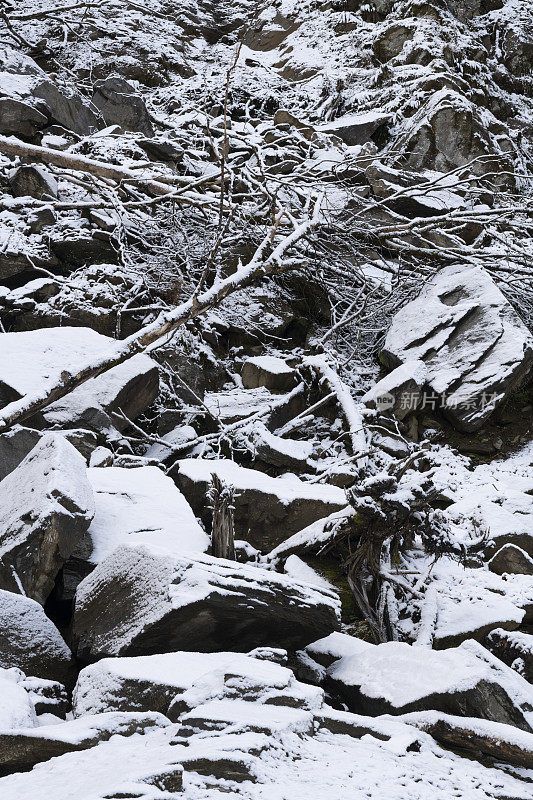 落石后的老森林在冬末或早春有降雪