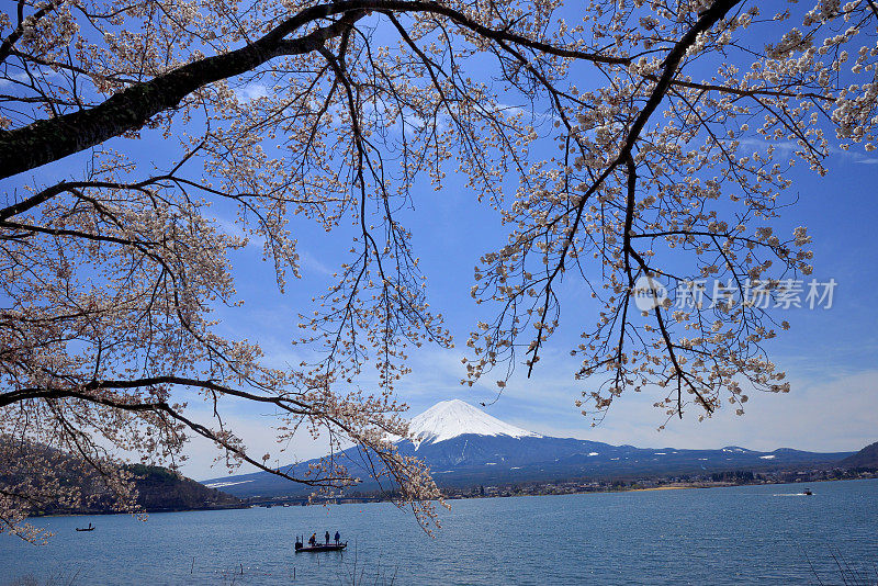 富士山和川口湖的樱花