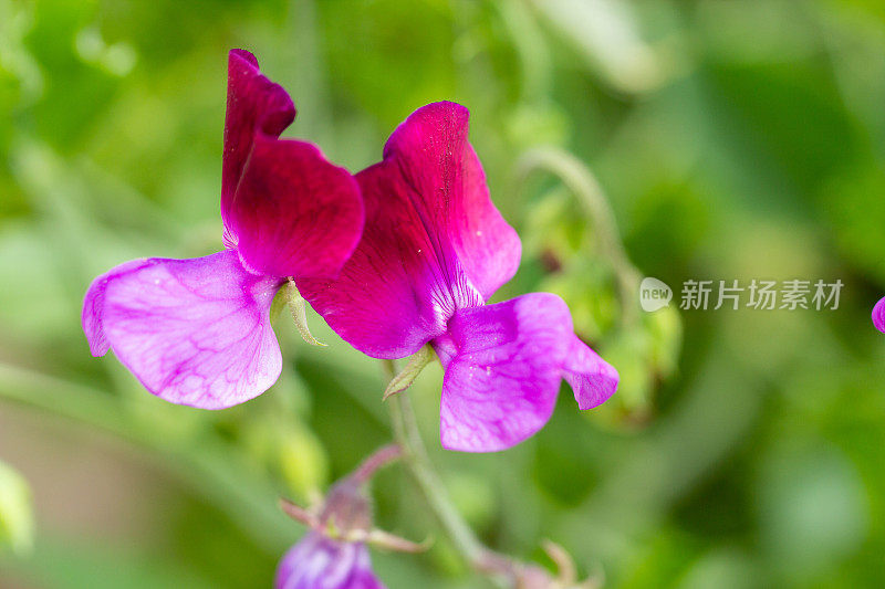 粉红色开花植物特写镜头