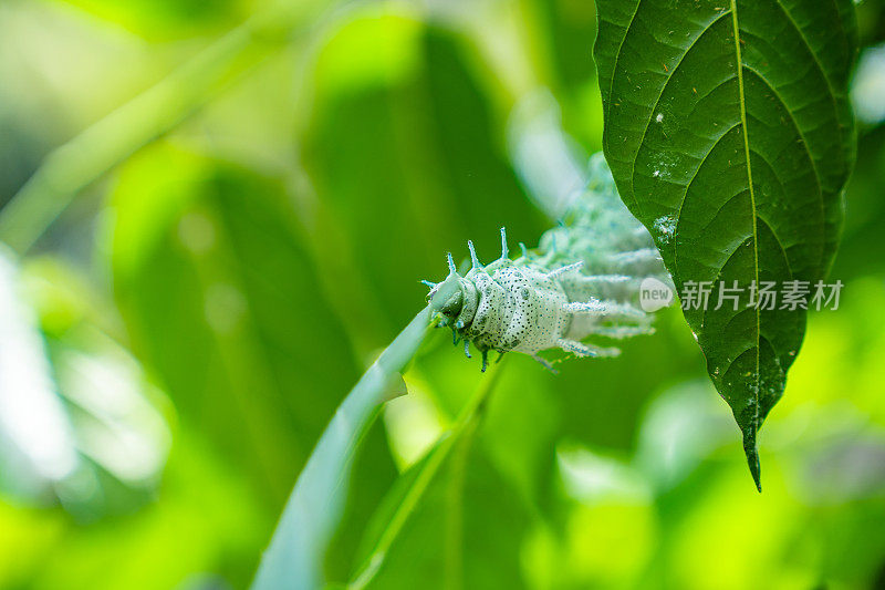 热带蝴蝶毛虫吃叶子。