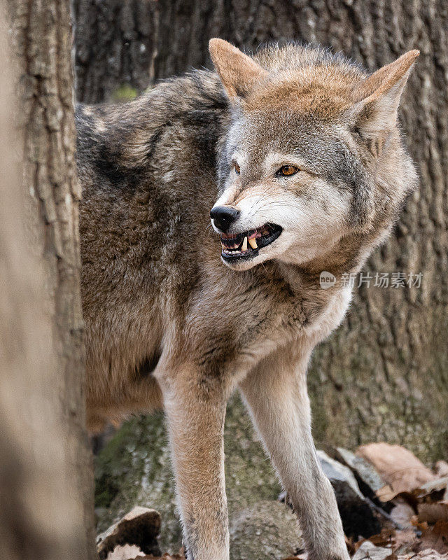 一只红狼对一只贝塔雄狼咆哮