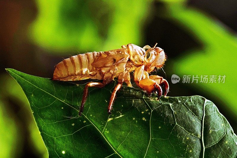 闭上了的蝉在绿叶上蜕皮。