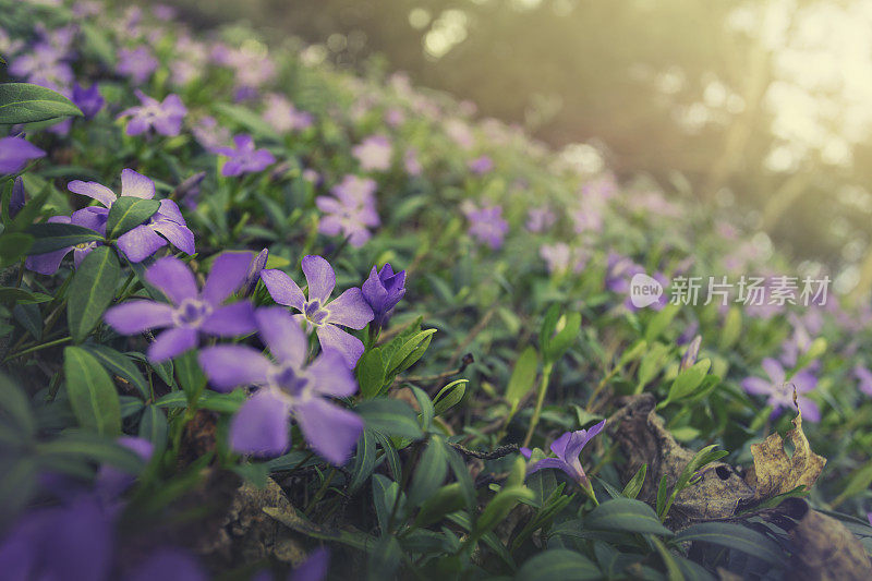 花园里的长春花