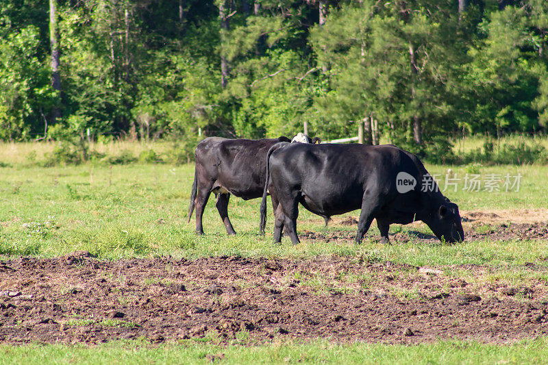 黑公牛和母牛并肩站着