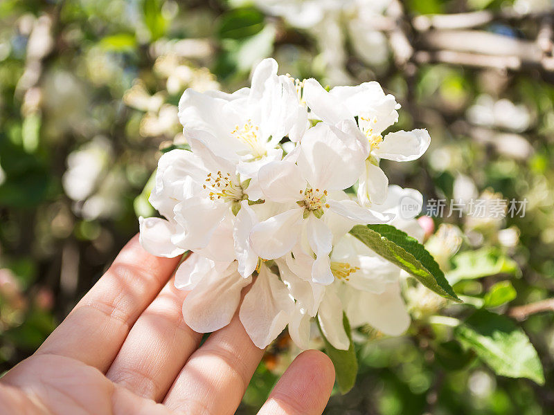 在一个阳光明媚的日子里，一个妇女用手摸着嫩绿的叶子中盛开的白花。花园和果园中盛开的树木。春天。