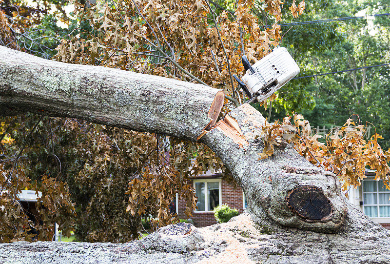 电锯被困在树上，在暴风雨中倒下了