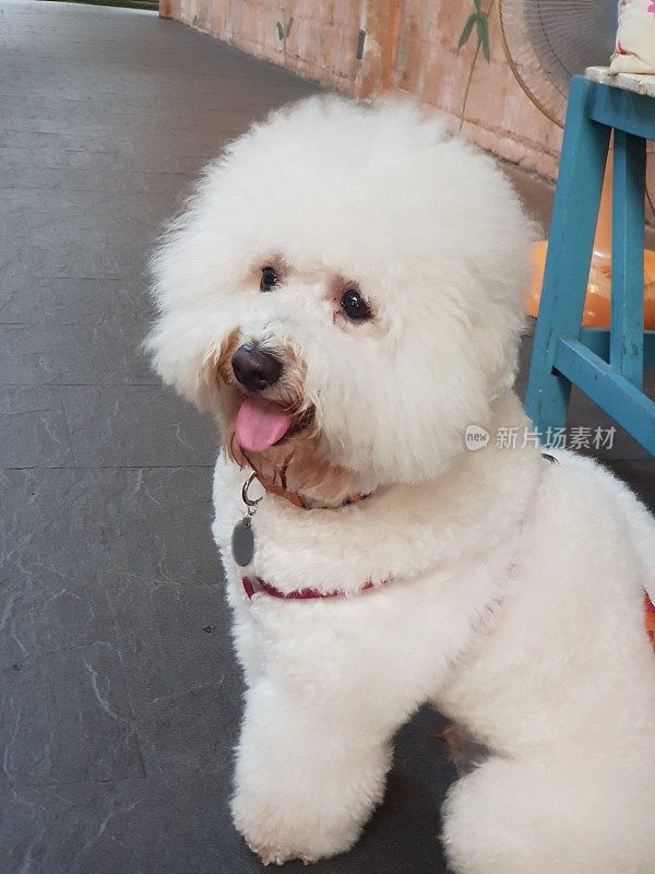 毛茸茸的白色Bichonfrise