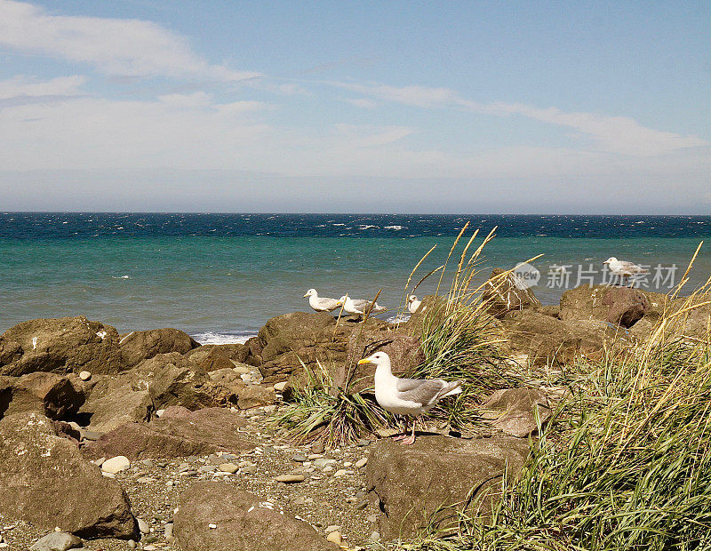 有风的一天，海岸上的海鸥