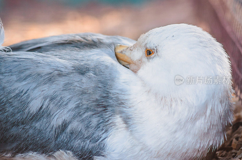 灰色的海鸥把它的喙藏在背上和翅膀的羽毛里。